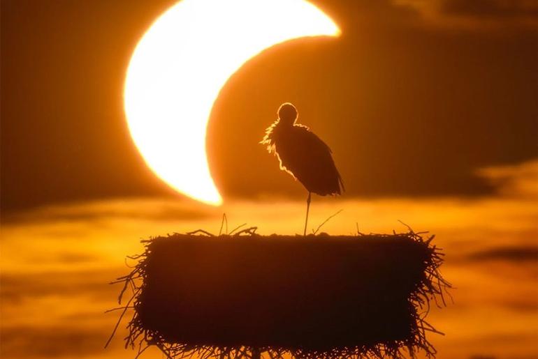 APOD: 2026 September 3 – The Eclipse and the Stork